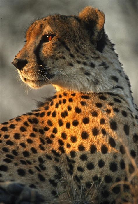 Cheetah Peering Into The Last Rays Of The Sun At Sunset Animals