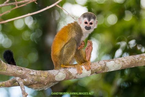 Manuel Antonio National Park Costa Rica 2019 Animal Images