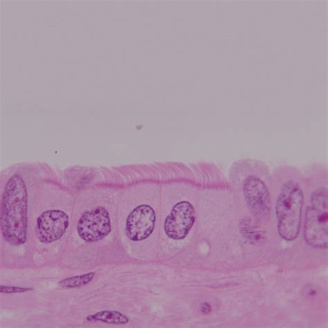 Epithelial Tissues Microscope Slides