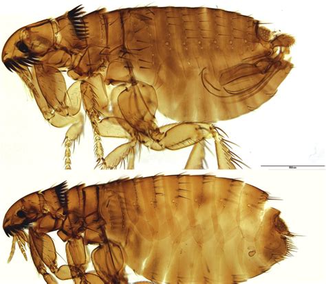 Fleas And Flea Borne Diseases International Journal Of Infectious