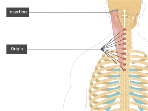 It covers the spines of c1 to c6 vertebrae. Splenius Capitis Muscle