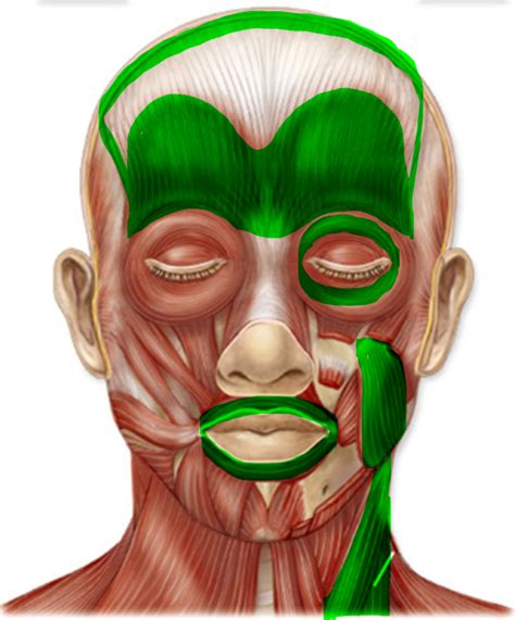 Muscles Of The Head And Neck Diagram Quizlet