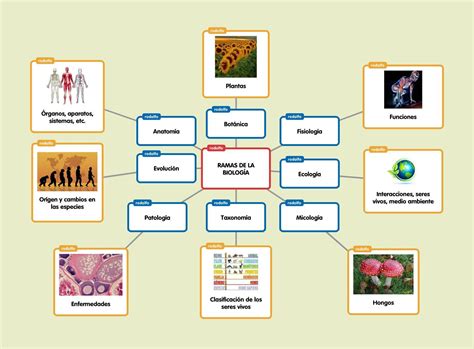 Mapa conceptual de biología Guía paso a paso