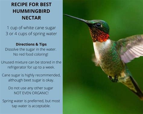 Hummingbird Nectar Recipe Hummingbird Nectar Hummingbird Nectar