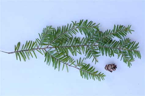 14 Western Hemlock Needles And Cone Scales Closed Friends Of