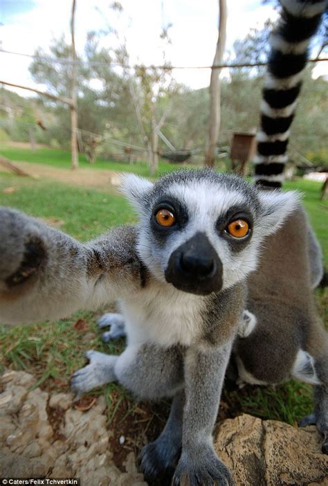 No Pictures Please Hilarious Moment A Shy Lemur Tried To Steal Camera