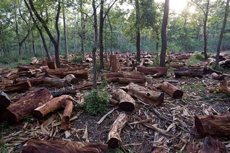 Suy Giảm Tài Nguyên Rừng Forest Degradation Là Gì Nguyên Nhân