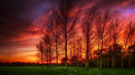 Download Wallpaper 1920x1080 Trees Grass Red Clouds Sunset Full Hd