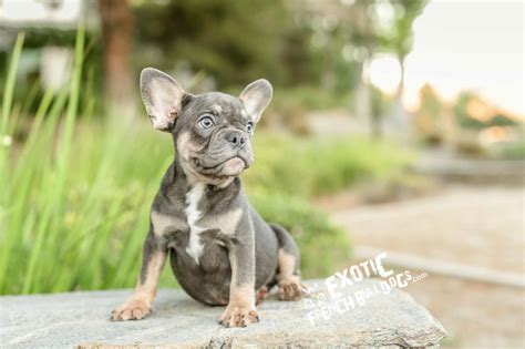 This blog has no commercial purpose whatsoever. mini_blue_charlie4 - Exotic French Bulldogs