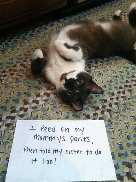 The 30 Naughtiest Cats Of All Time Funny Cute Cats Cat Shaming