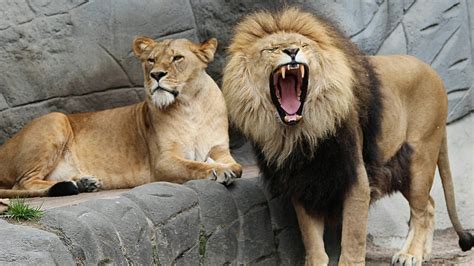 Zoo Animals Leo Lioness Lion Uhd Wallpaper Hd Iphone