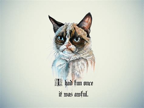 Grumpy Cat Hd Wallpaper Funny Collection World