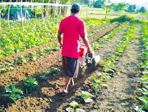 Prospects Of Commercial Vegetable Production Agriculture