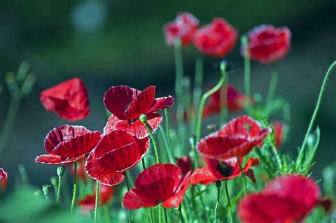 How To Care For An Oriental Poppy Plant Home Stratosphere