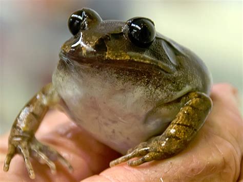 The Lazarus Project Bringing Back The Gastric Brooding Frog