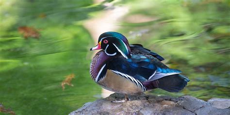 Wood Duck Smithsonians National Zoo And Conservation Biology Institute