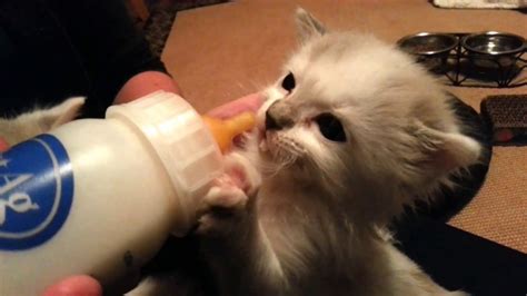 Bottle Feeding Our Foster Kittens Youtube
