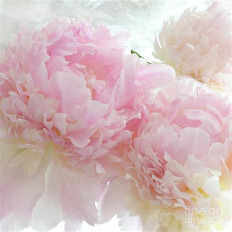 Dreamy Shabby Chic Pastel Pink White Ethereal Peony Floral Prints Home