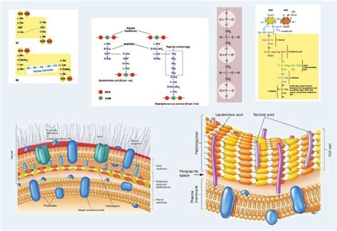 Bacterial Cell Wall Structure And Composition