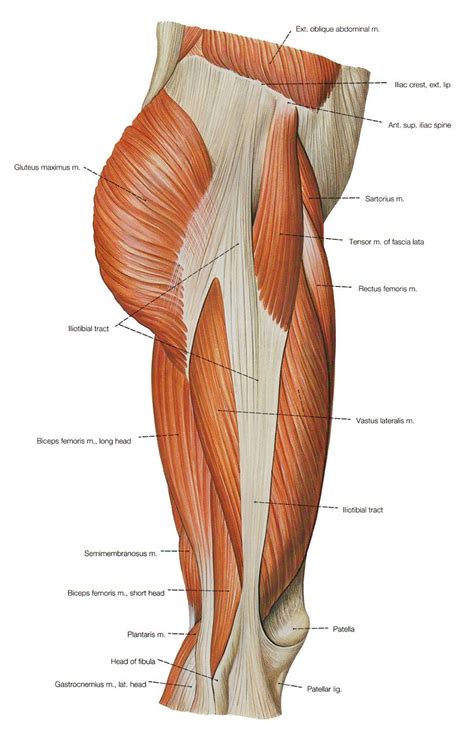 Anatomy Of The Leg Leg Anatomy Human Muscle Anatomy Anatomy Bones