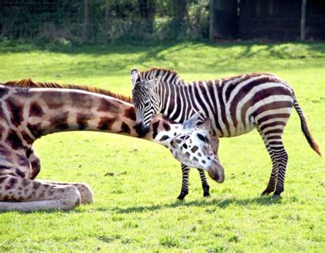 Cute Zebra And Giraffe Hugging Gorgeous Giraffes Unusual Animal