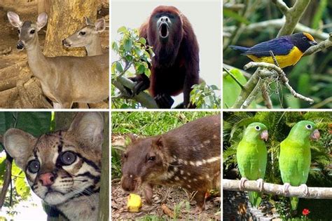 Fauna Del Ecuador Fauna De La Amazonía