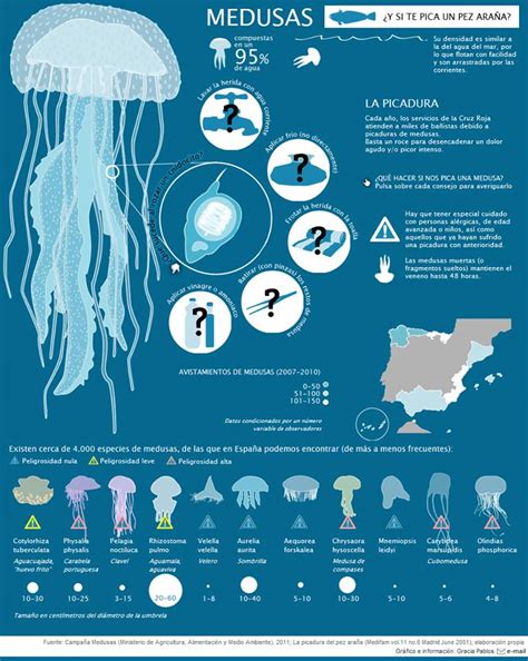 Infografia De Animales Informacion De Animales Medusa