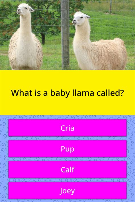 What Is A Baby Llama Called Trivia Questions Quizzclub
