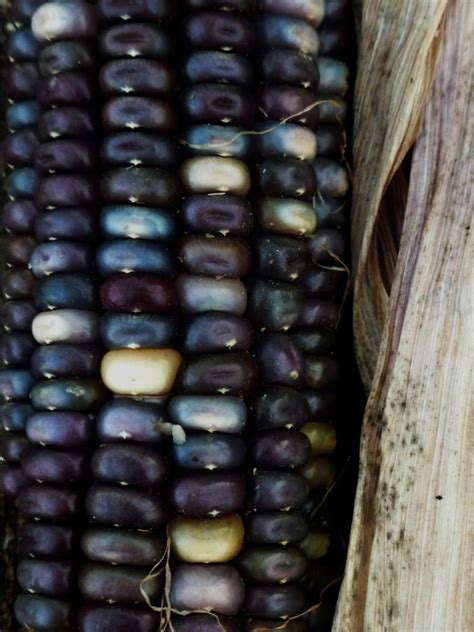 Shades Of Blue Indian Corn Seeds Maize Native American Fall Etsy