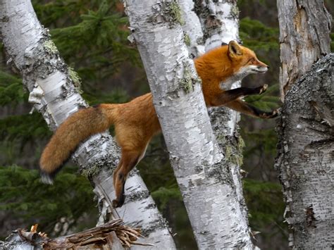 Ann Brokelman Photography Red Fox Climbing A Tree