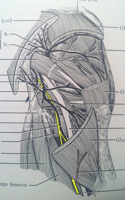 Superficial Femoral Cutaneous Nerve