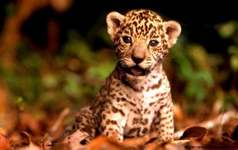 Cute Baby Wild Animals Wallpapers Wallpaper Cave