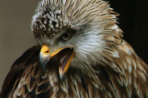 Bilder finden, die zum begriff milan passen. Milan Foto & Bild | natur, tiere, vögel Bilder auf ...