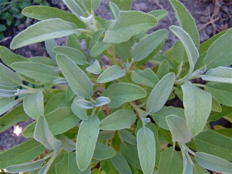 How To Grow Sage Harvest To Table Growing Sage How To Grow Sage