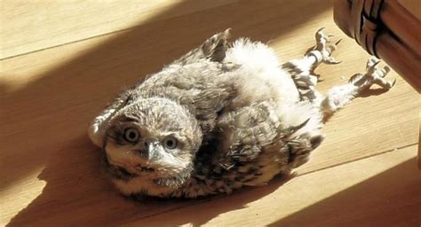 Baby Owls Sleep Laying Down Because Their Heads Are Too Heavy Raww