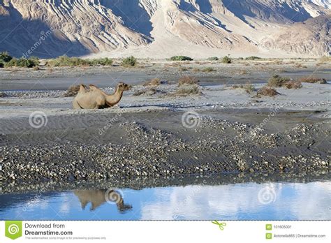 Tamilcube® is a registered trademark of comsys singapore. The Bactrian Camel Camelus Bactrianus In Nubra Valley ...