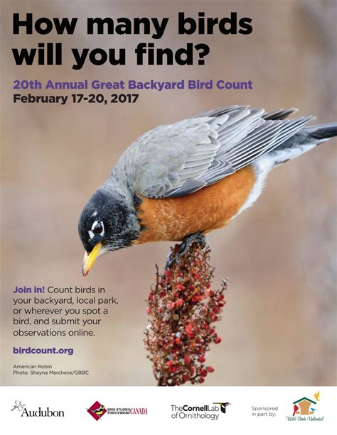 Great Backyard Bird Count Photo Contest Winners Columbus Audubon