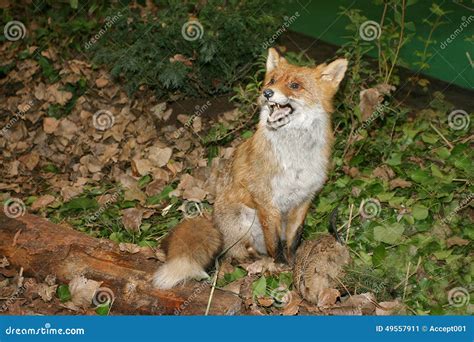 Red Fox With His Prey Stock Image Image Of Nose Nature 49557911