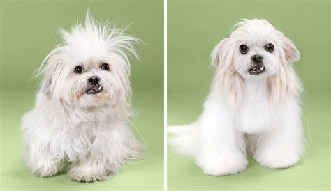 128 Dogs Before And After Their Haircuts Add Yours Artofit