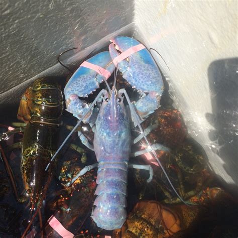 Rare Cotton Candy Lobster Caught In Maine Rochesterfirst