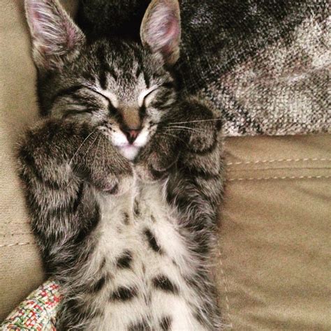 Ratemyfeline Cat Nap Cats Nap