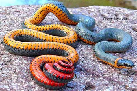 Most Venomous Snakes In The World Top 10 Deadliest Snakes