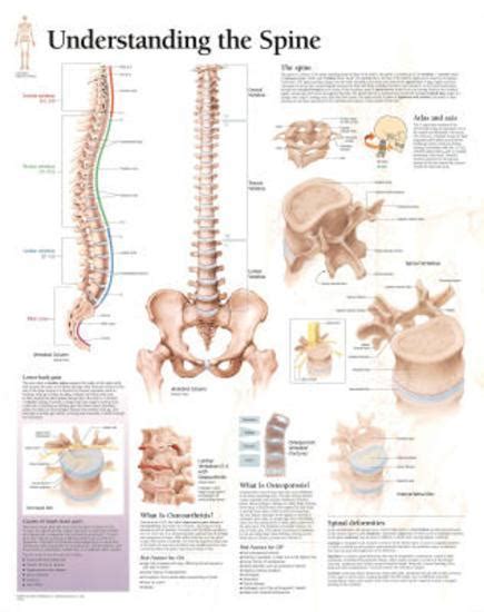 Not only images/printable anatomy charts, you could also find another pics such as vintage human anatomy chart, anatomy charts free, hip anatomy chart, spine anatomy chart, medical anatomy charts, printable human anatomy, wrist and hand anatomy chart, human shoulder. 'Understanding the Spine Educational Chart Poster' Prints | AllPosters.com
