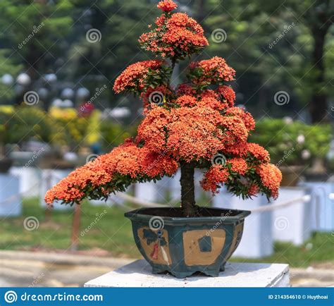 Ixora Or Jungle Flame Blooms In Bonsai Tree Spring Morning Stock Photo