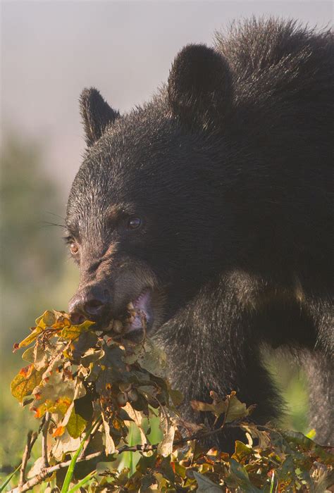 black bear feeding gosmokies