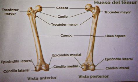 Esqueleto Del Miembro Inferior Anatomía Humana General