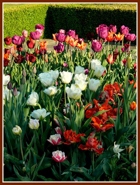 Tulipes Le Jardin Par Passion