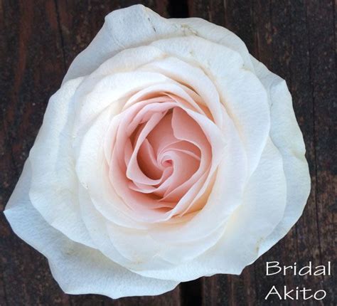 A White Rose With Pink Petals On A Wooden Background That Says Bridal Akito