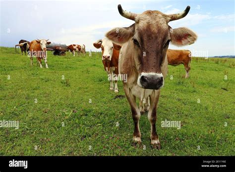 Pretty Dairy Cows With Horns And Cowbells On A Pasture In Bavaria Stock