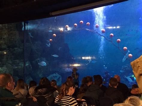 National Marine Aquarium Plymouth Updated 2020 All You Need To Know